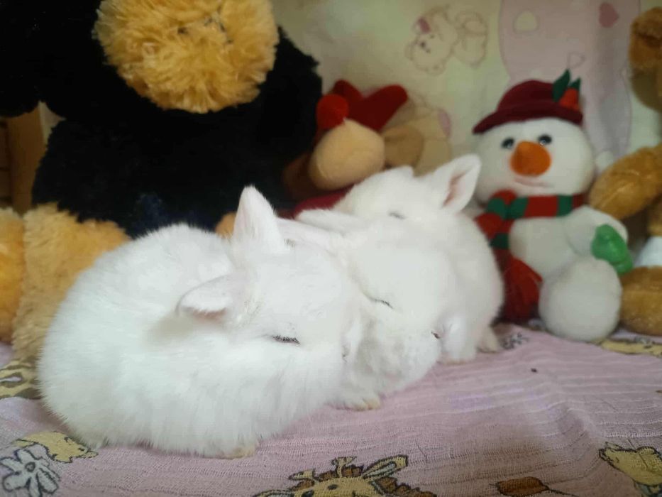 Sprzedam miniaturki mini loop mini lop