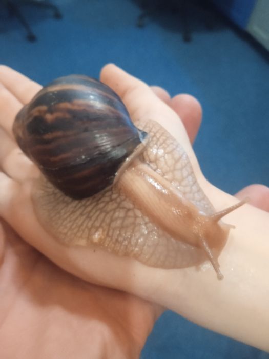 Элитные улитка Ахотина ЭКСКЛЮЗИВ доставка по Украине и за границу