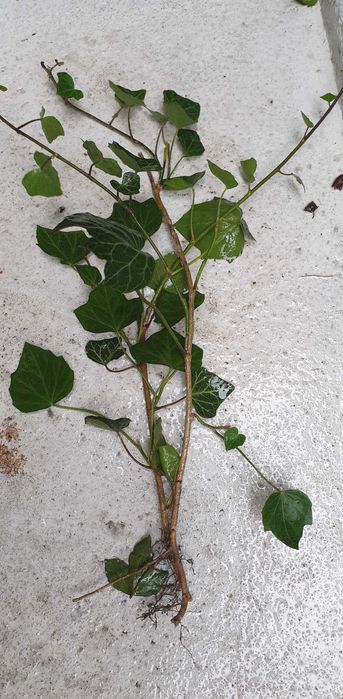 Bluszcz pospolity sadzonki 10sztuk