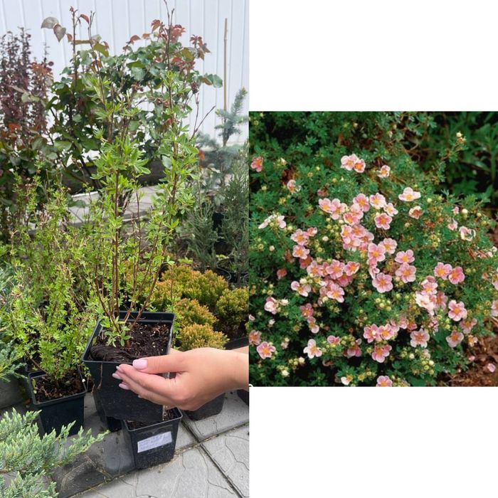 Напчатка Пінк б'юті