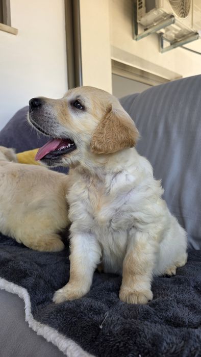 Golden Retriever Macho