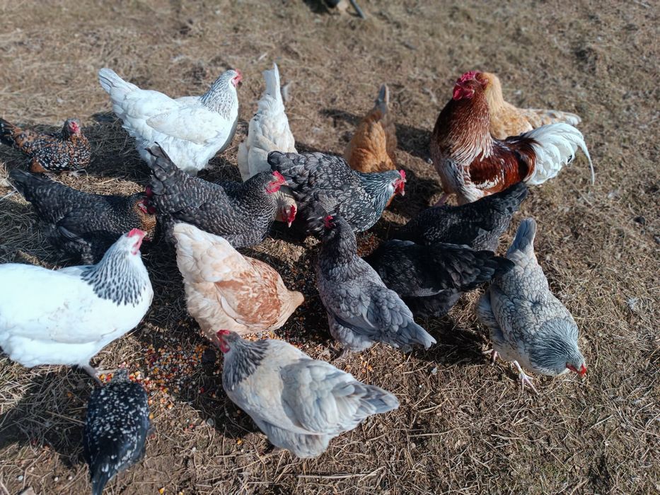 Jaja swojskie ekologiczne