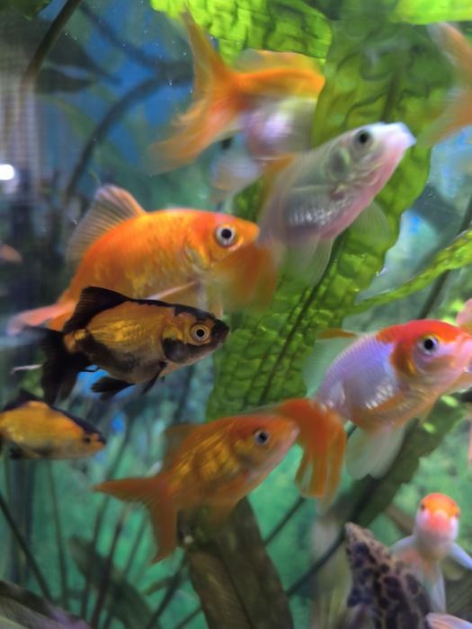 Золоті рибки, вуалехвост, оранда, телескоп