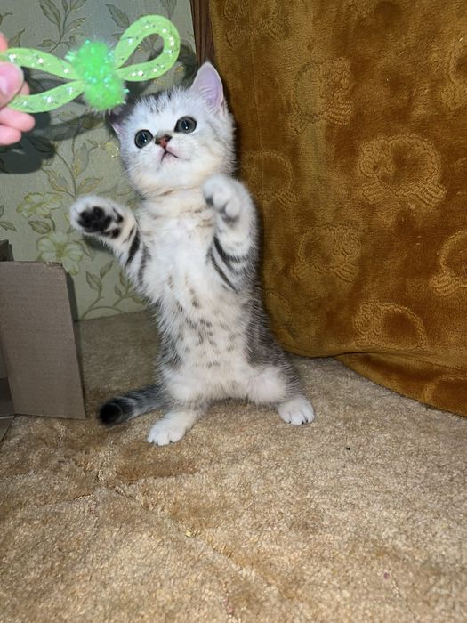 Шотландська дівчинка /шотландский котенок