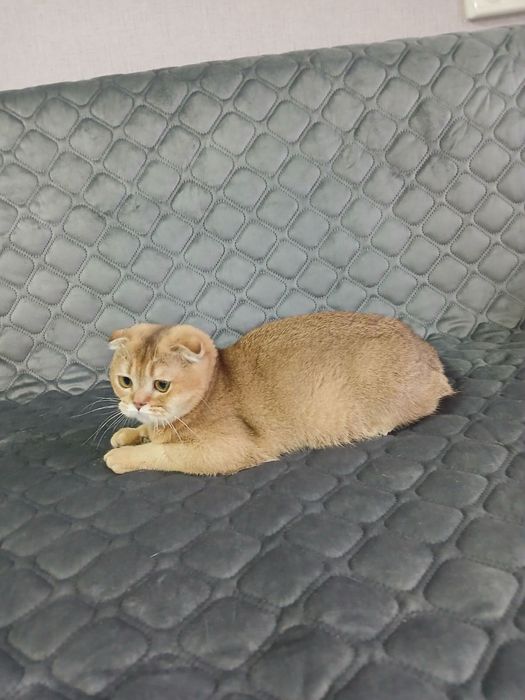 Дівчинка золота шиншила