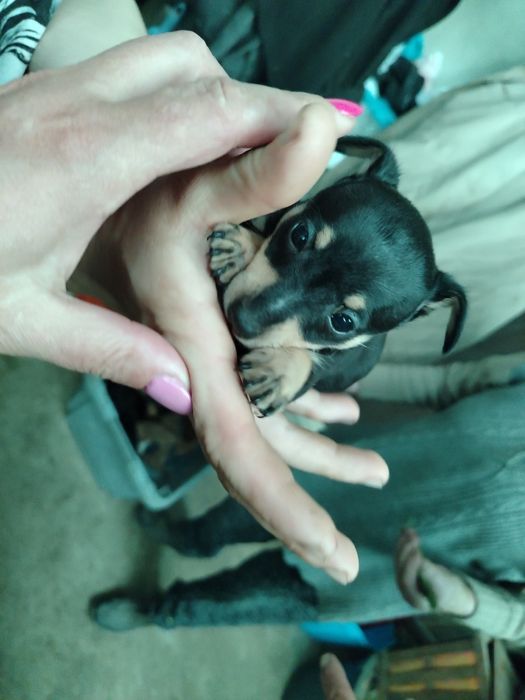 Lindo menino Pincher