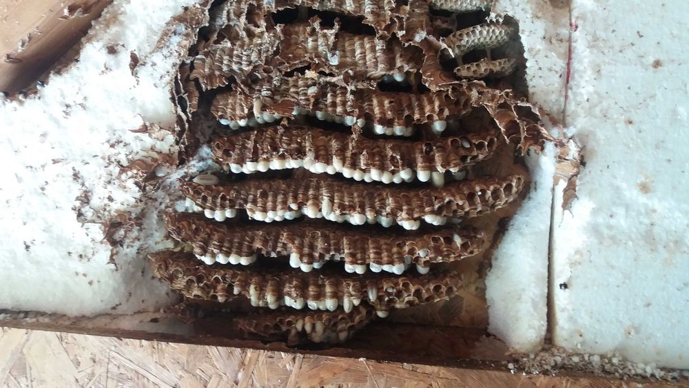 Szerszenie osy usuwanie