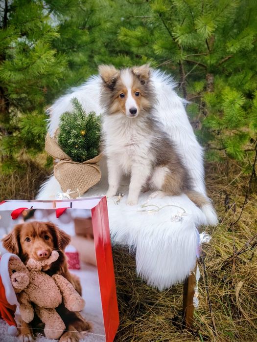 Owczarek Szetlandzki Sheltie