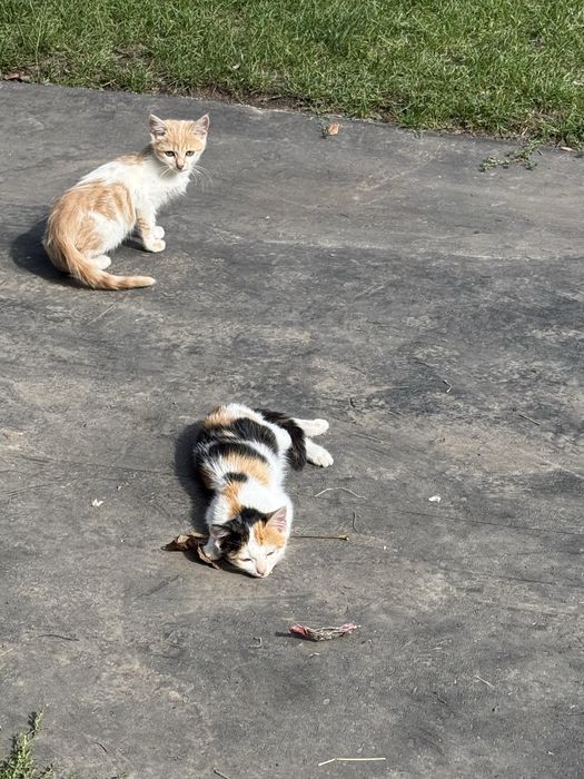 Кошеня, котик, кошенята, котики