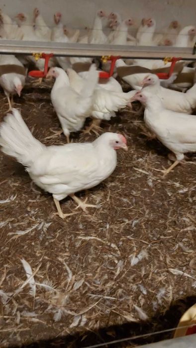 Kury LEGHORN Młode Nioski