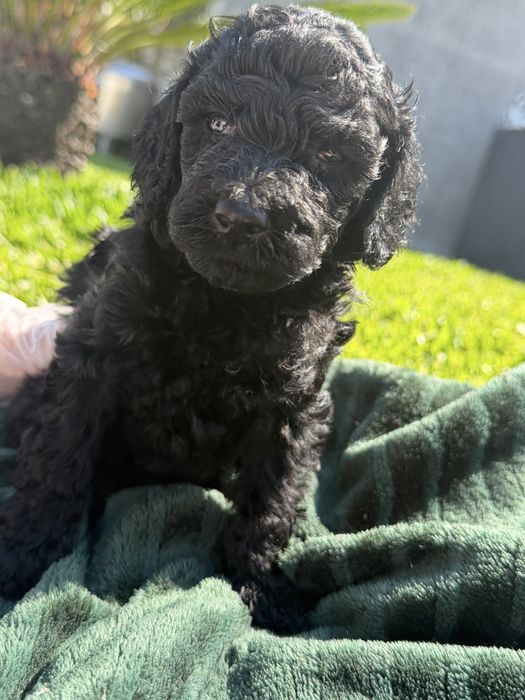 Caniche podle toy menina