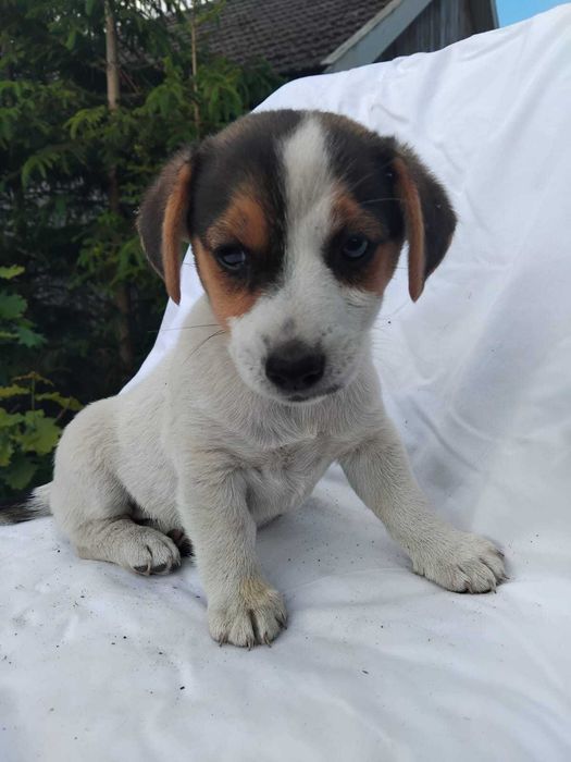 Jack Russel Terier