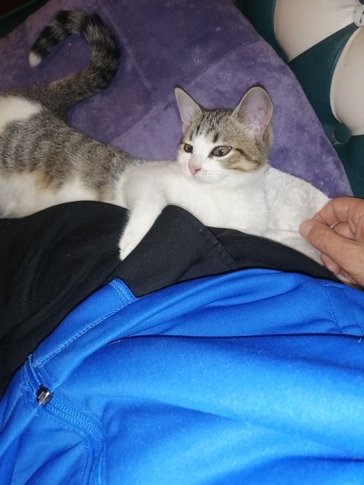 Отдам  в хорошие руки милашку, котёнка