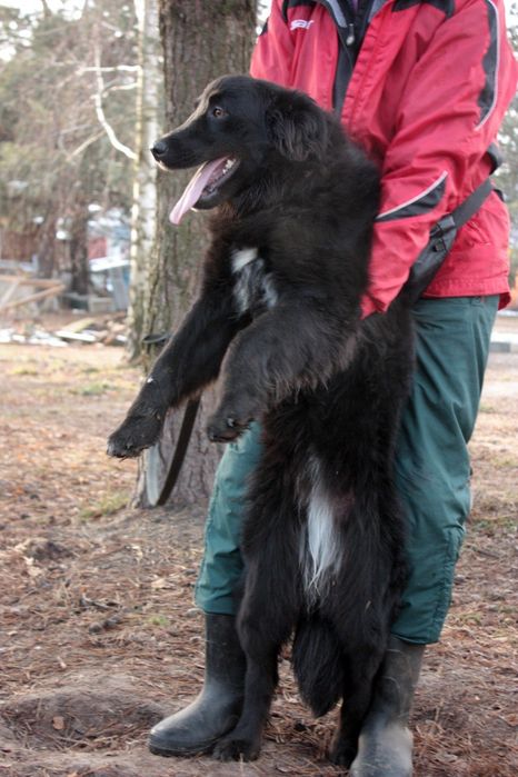 Красавица ищет дом и хозяина