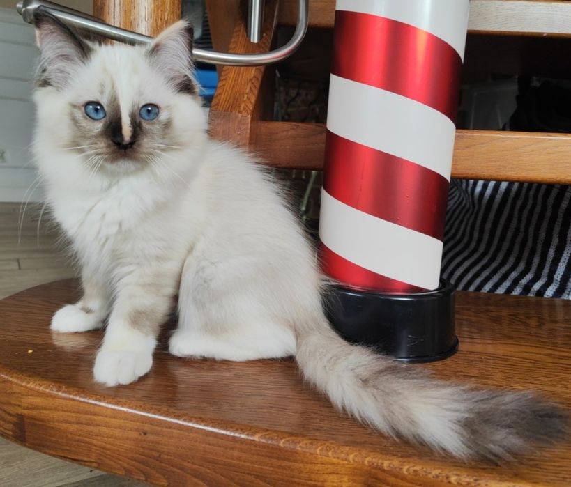 Kotka Ragdoll FPL gotowa do odbioru