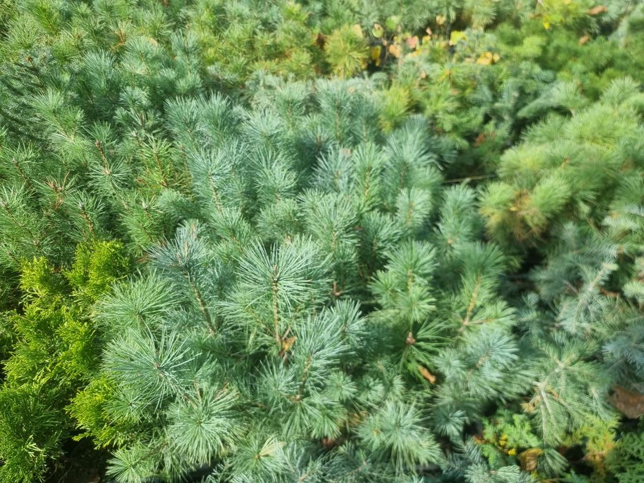 Сосна стобиформтс Pinus strobiformis
