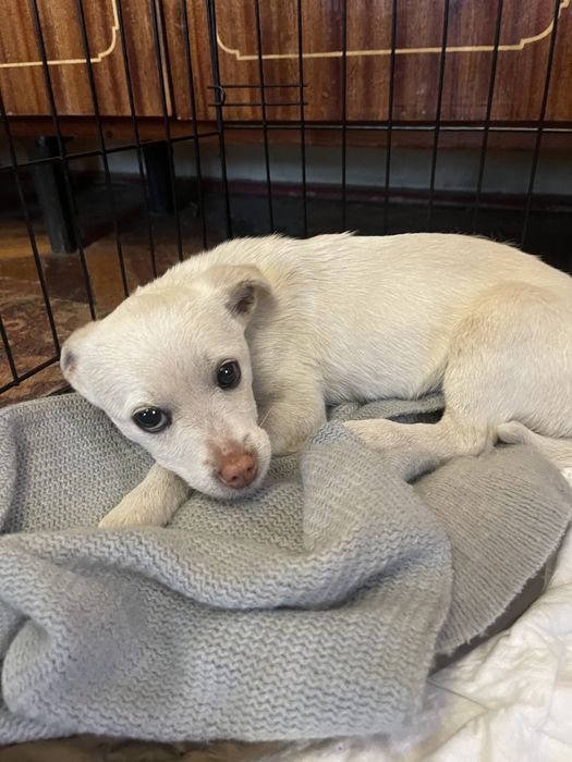 Маленька красуня шукає сім‘ю