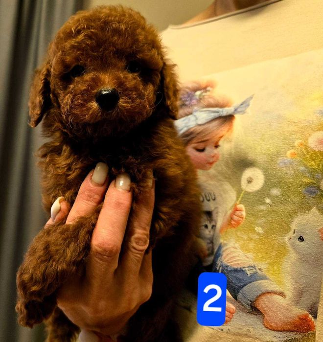 pudel toy boy  Red Braun