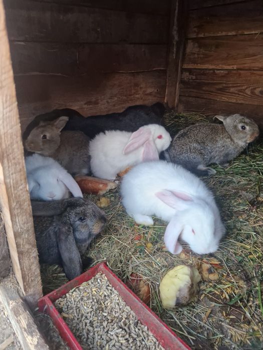 Młode  barany francuskie