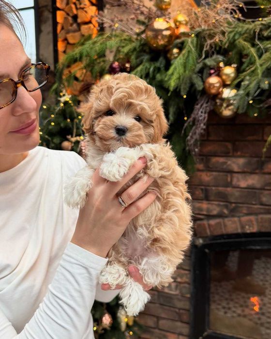 Śliczna Maltipoo z rodowodem