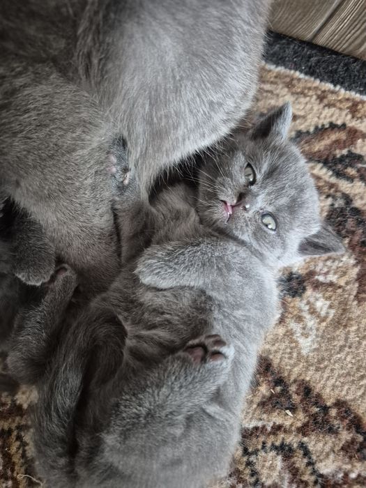 Шотландські кошенята