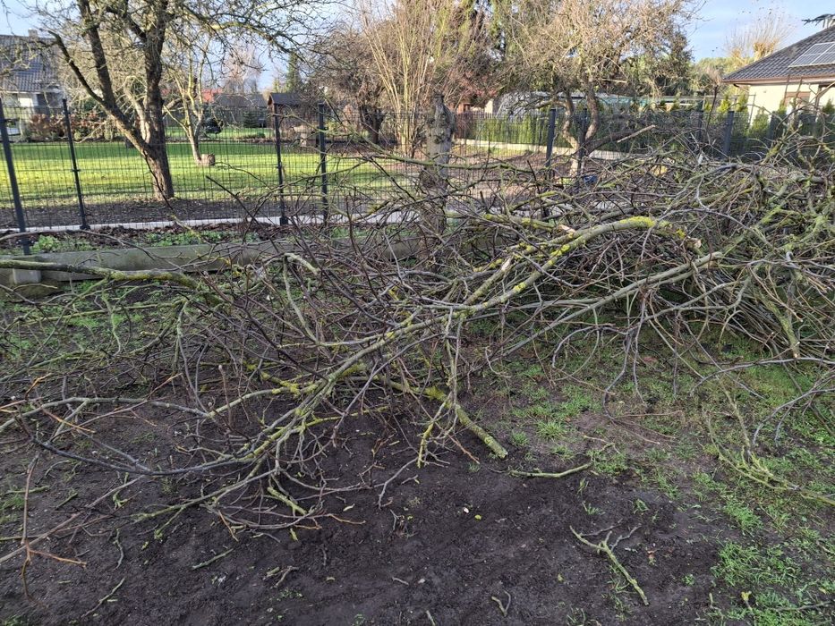 Gałęzie z orzecha włoskiego oddam