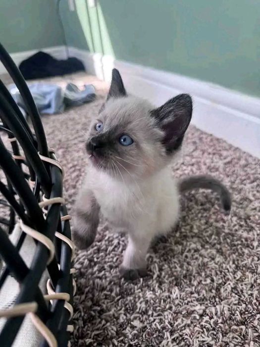 Сіамські кошенята