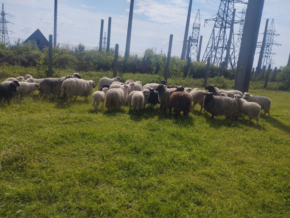 Баранина , ягнятина