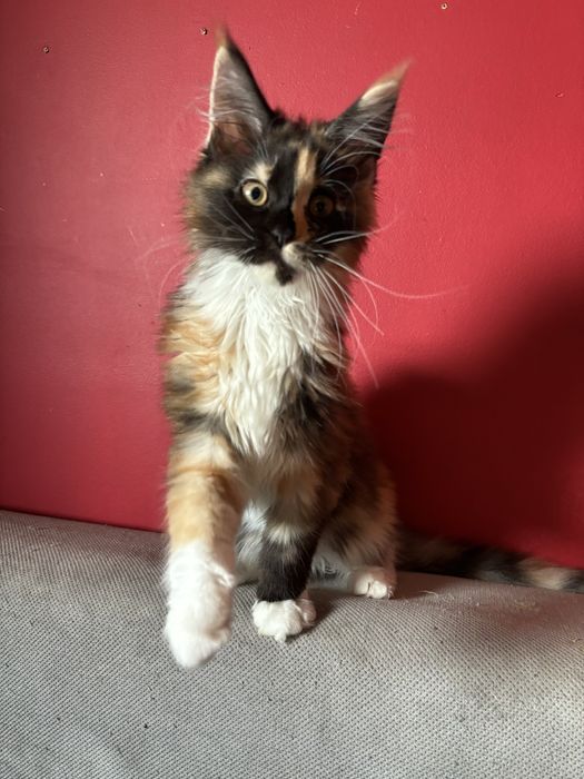 Kotka Maine coon z rodowodem FPL
