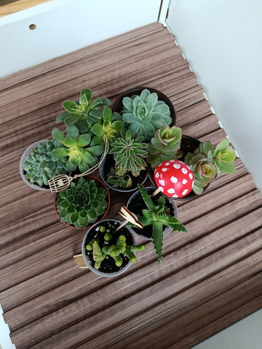 Conjunto de suculentas