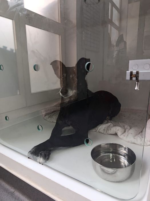 O melhor cão do mundo para adoção responsável