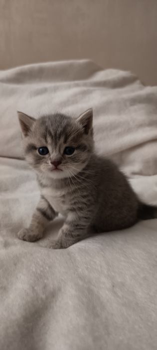 Шотландські кошенята