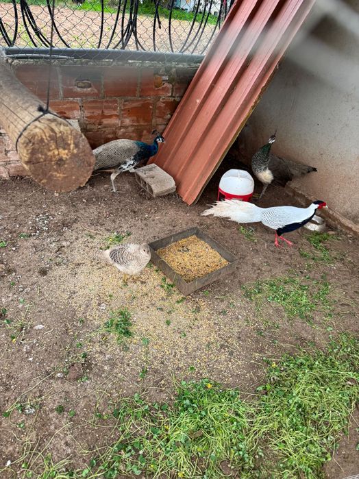 Vendo com urgência casal de pavões e casa de fasões
