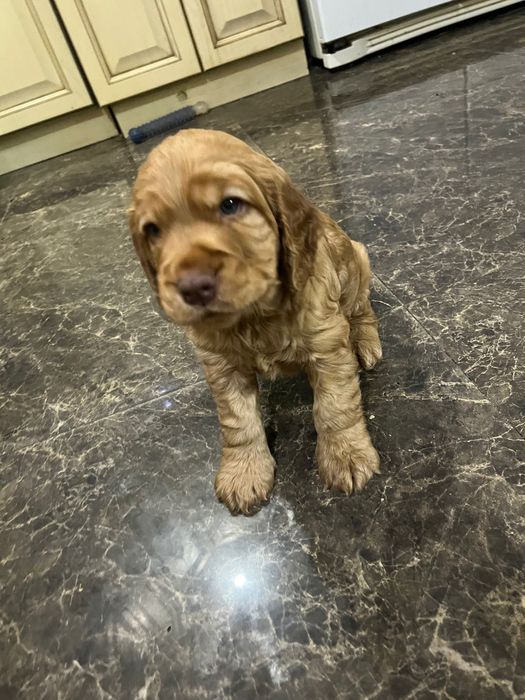 Кокер-спаніель хлопчик