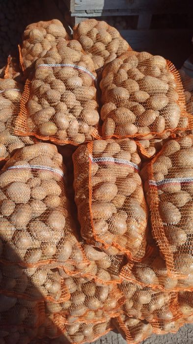 Sprzedam    ziemniaki vineta tajfun melody soraya