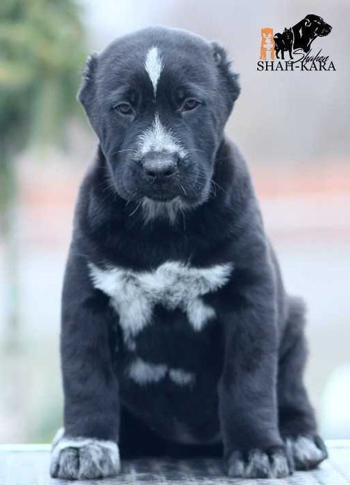 Чорна красуня САВ