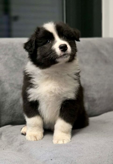 Owczarek australijski suczka