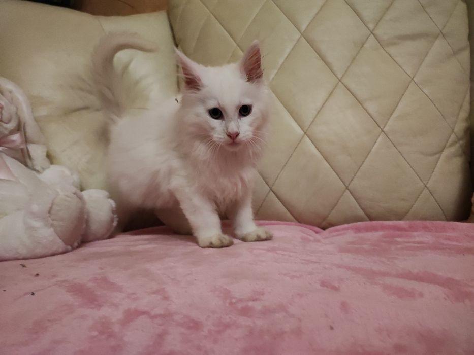 Kot Maine coon 1800