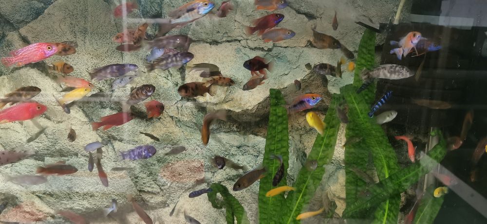 Pyszczaki - Aunokary Malawi - BYDGOSZCZ