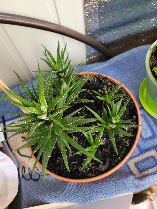 Сансевиерия  хани низкорослая,тещин язык,щучий хвост