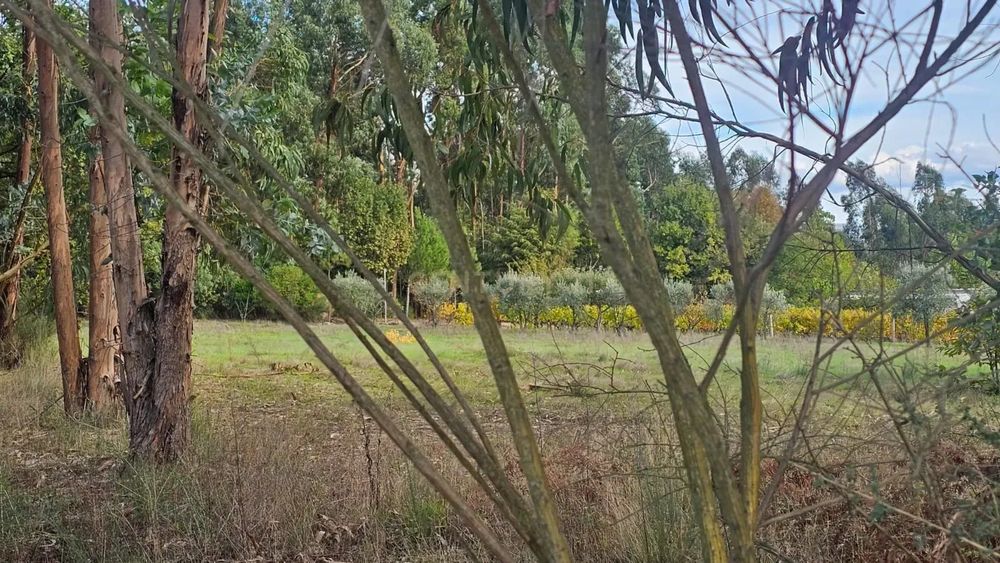 Terreno 10491m2 Agrícola Com árvores de fruto  e Poço e charca