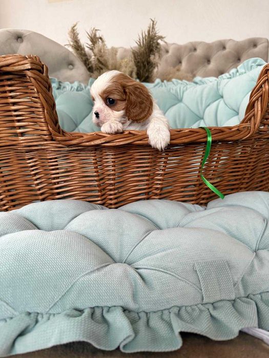 Cavalier King Charles Spaniel piesek z rodowodem