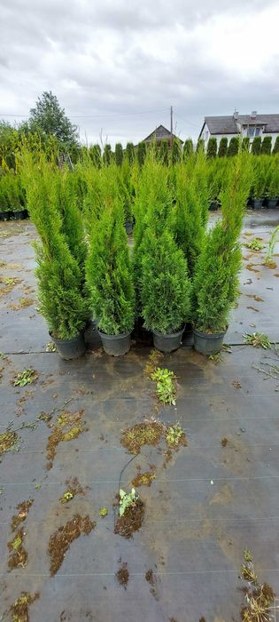 Tuja SZMARAGD 140-160cm w doniczce 7,5/10L