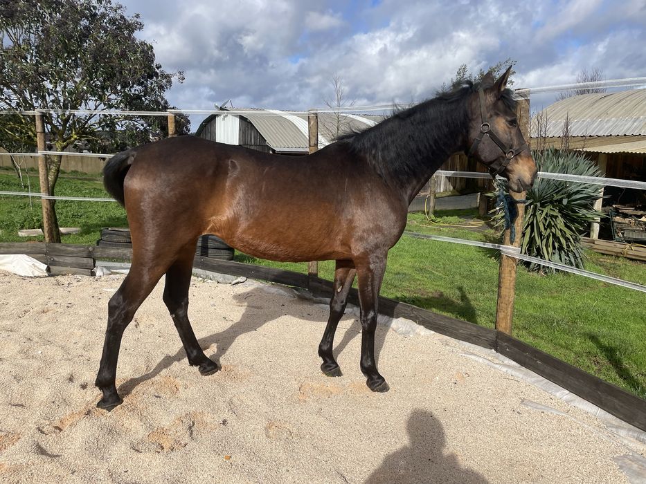 Egua Castanha 10 anos