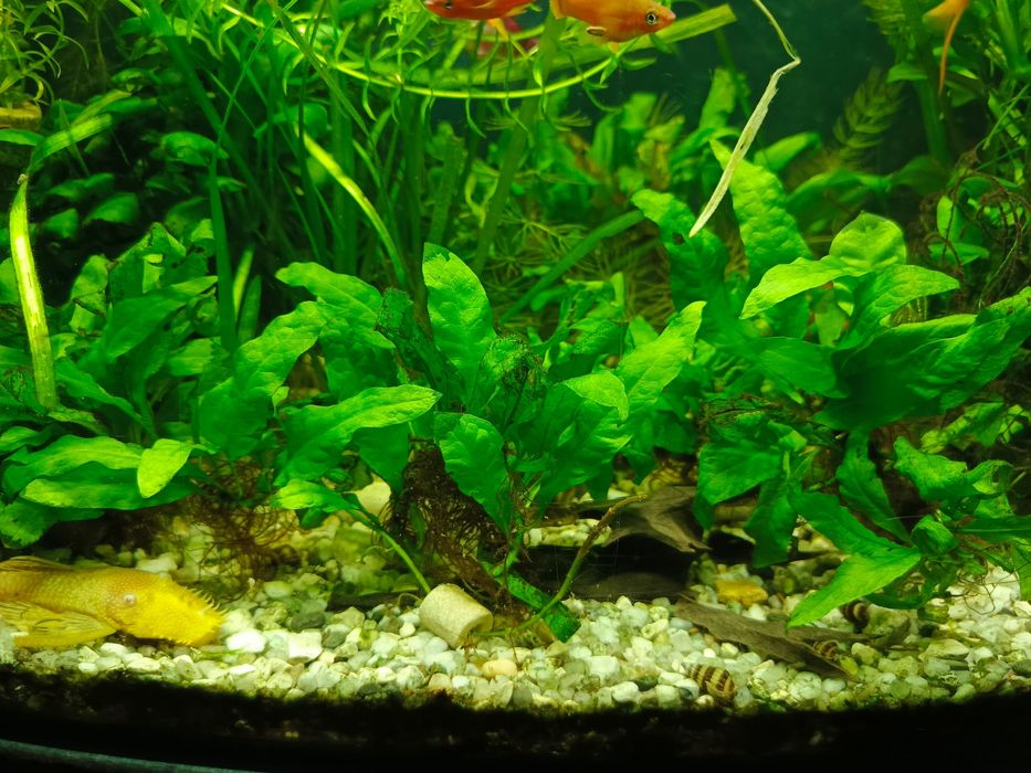 Mikrozorium roślina akwariowa