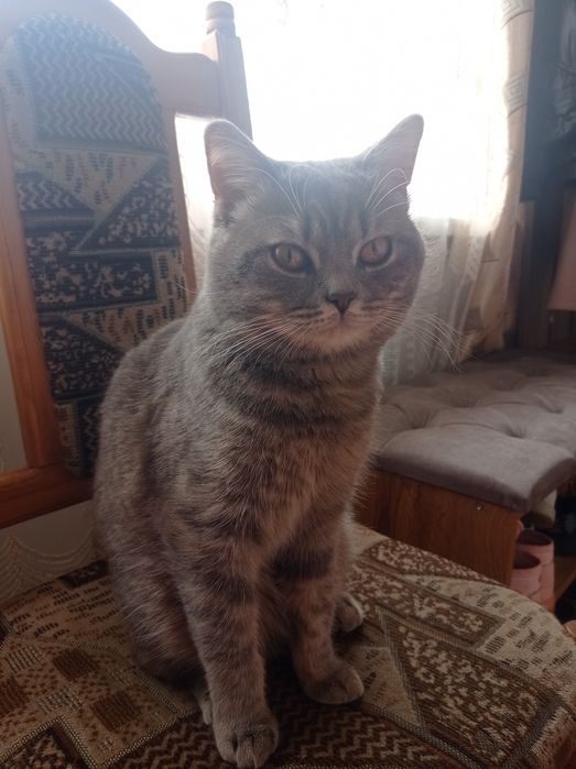 Котик шотландський
