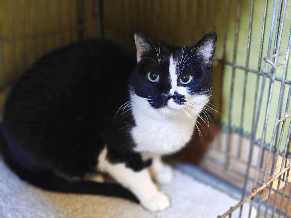 Учтивая красавица кошечка Кенди 1,5 год ждет свою семью