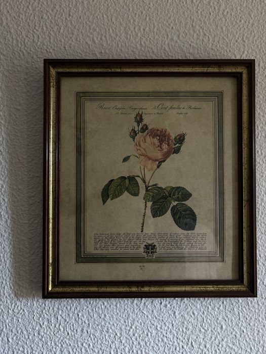 3 quadros botânicos de rosas são gravuras decorativas clássicas