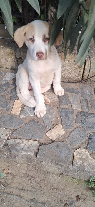 Cachorros cão de gado transmontano puros
