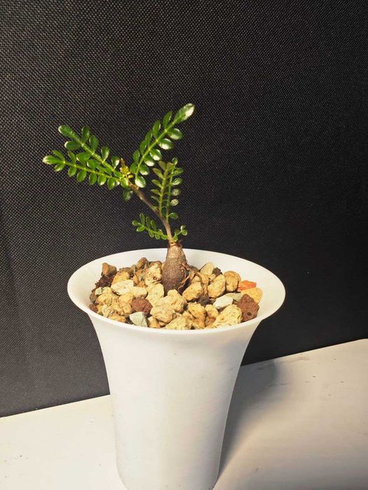 Operculicarya decaryi Caudex/ Kaudeks